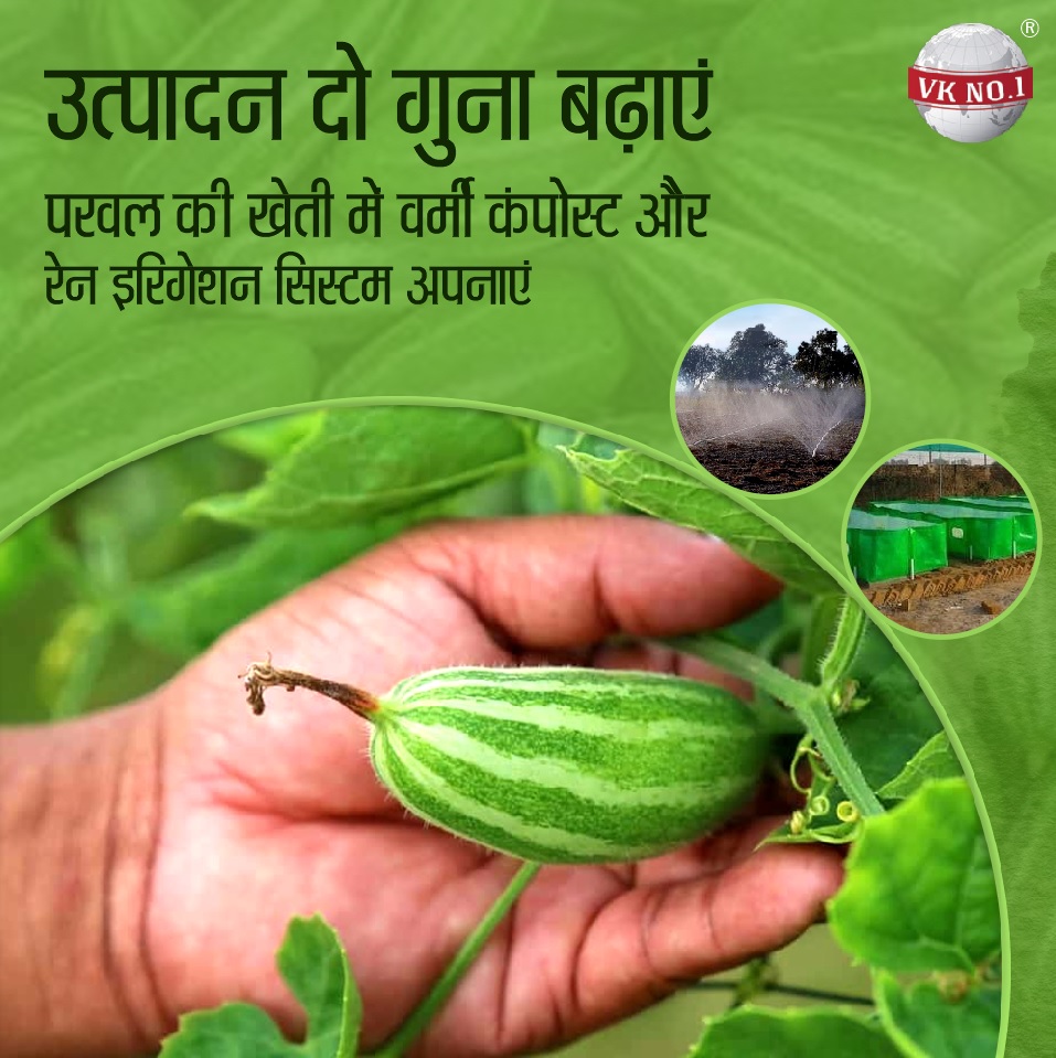 परवल की खेती में वर्मी कंपोस्ट और रेन इरिगेशन सिस्टम के उपयोग से उत्पादन दो गुना हो जाता है